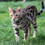 Top 10 Best Cat Breeds in America