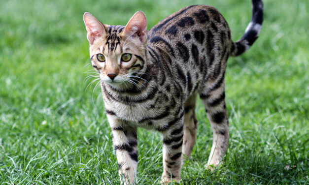 Top 10 Best Cat Breeds in America