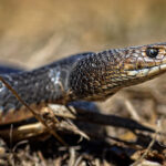 List of the Top 10 Dangerous Australian Animals