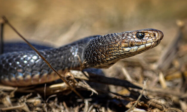 List of the Top 10 Dangerous Australian Animals