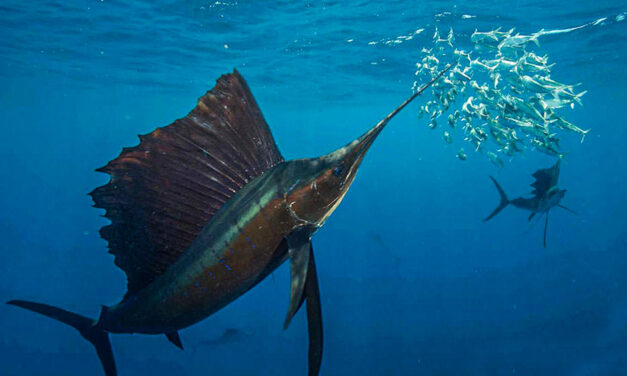 List of the Top 10 Fastest Fish in the Ocean