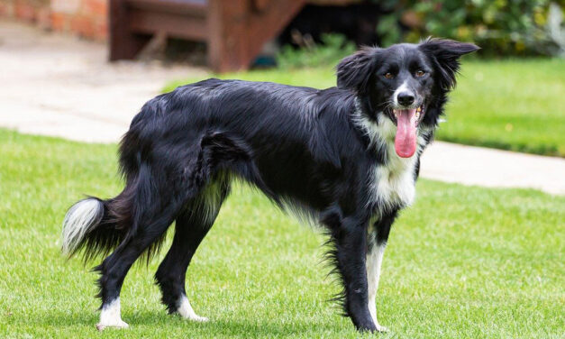 Top 10 Most Intelligent Dogs in the World