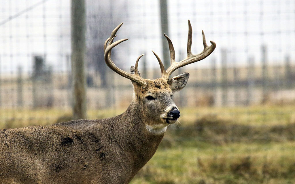 List of the Top 10 Big Buck States in America
